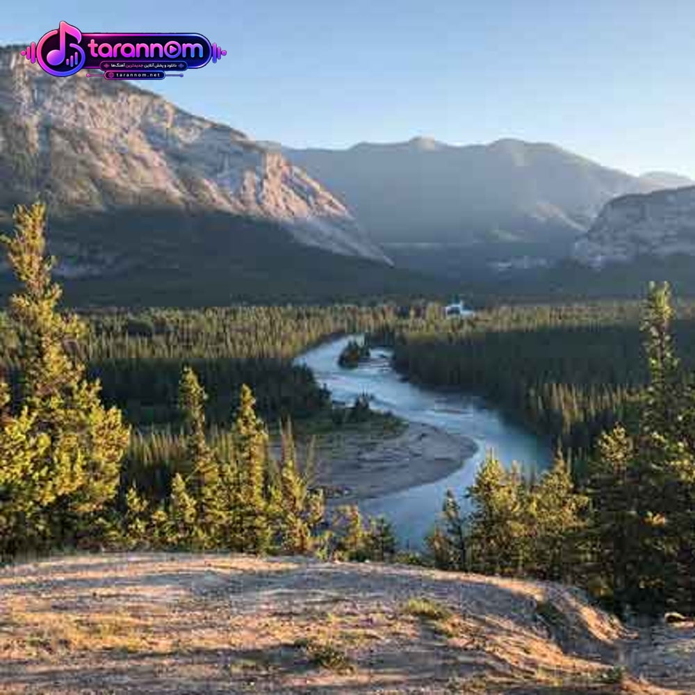 یار سینگل مو