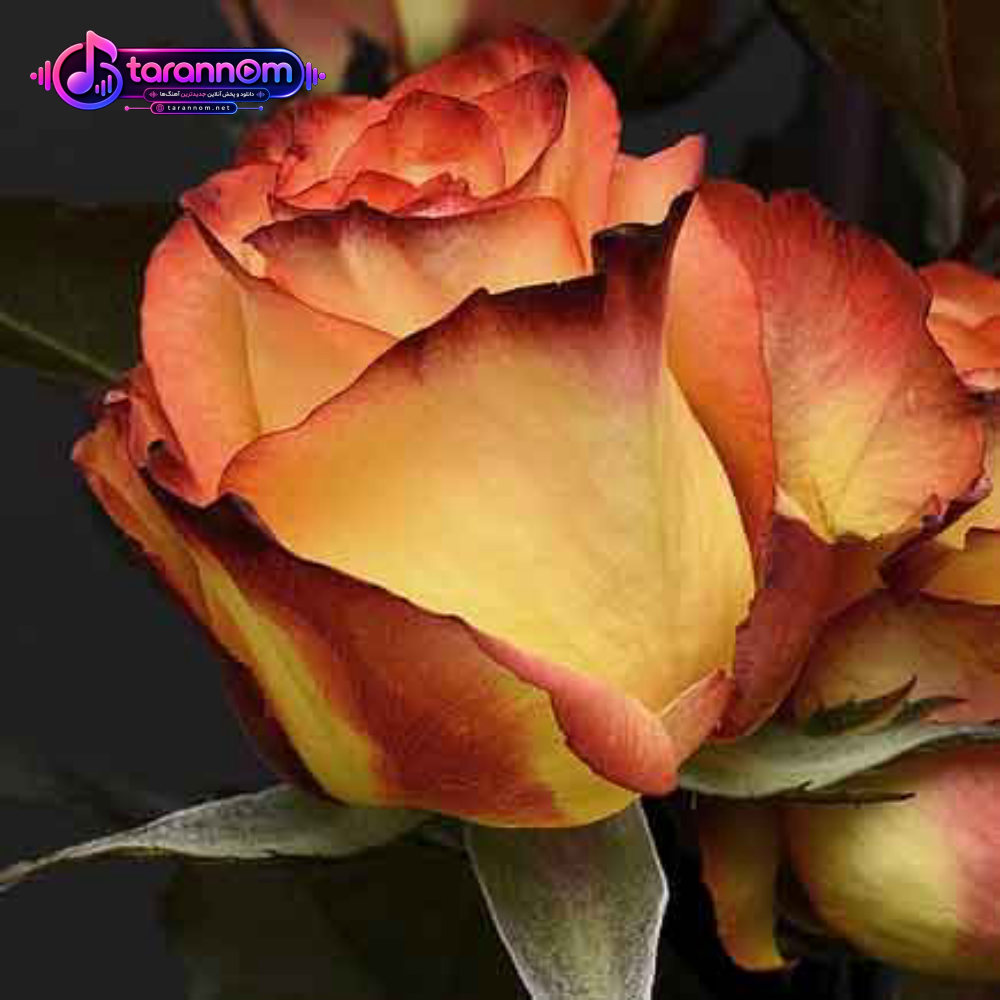 عاشقی واسه من پایون نداره