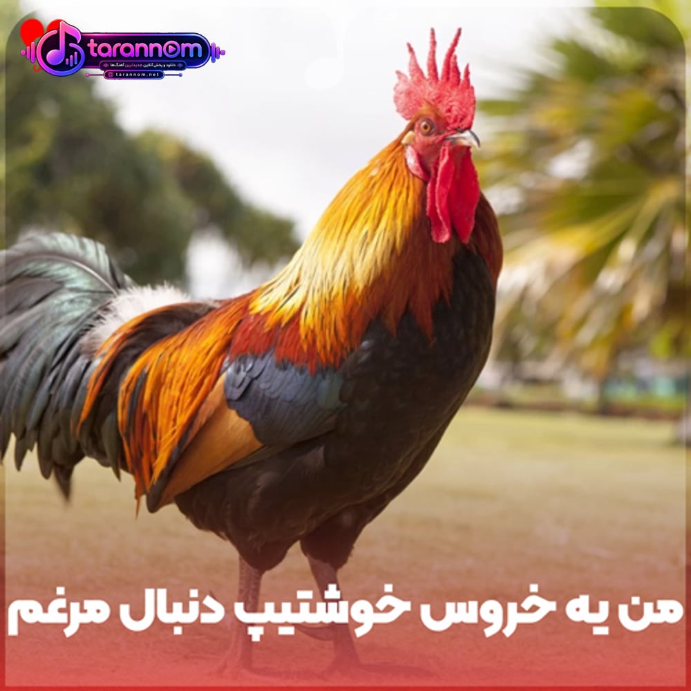 من یه خروس خوشتیپ دنبال مرغم