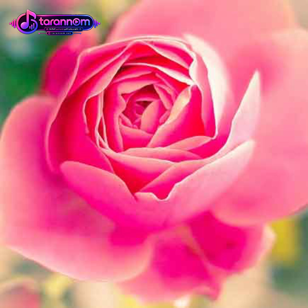 شرمنده اگه عکساتو هنوز دارم