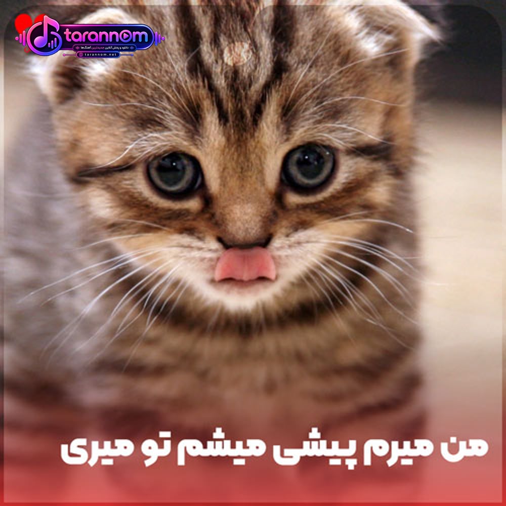 من میرم پیشی میشم تو میری هاپو میشی ریمیکس